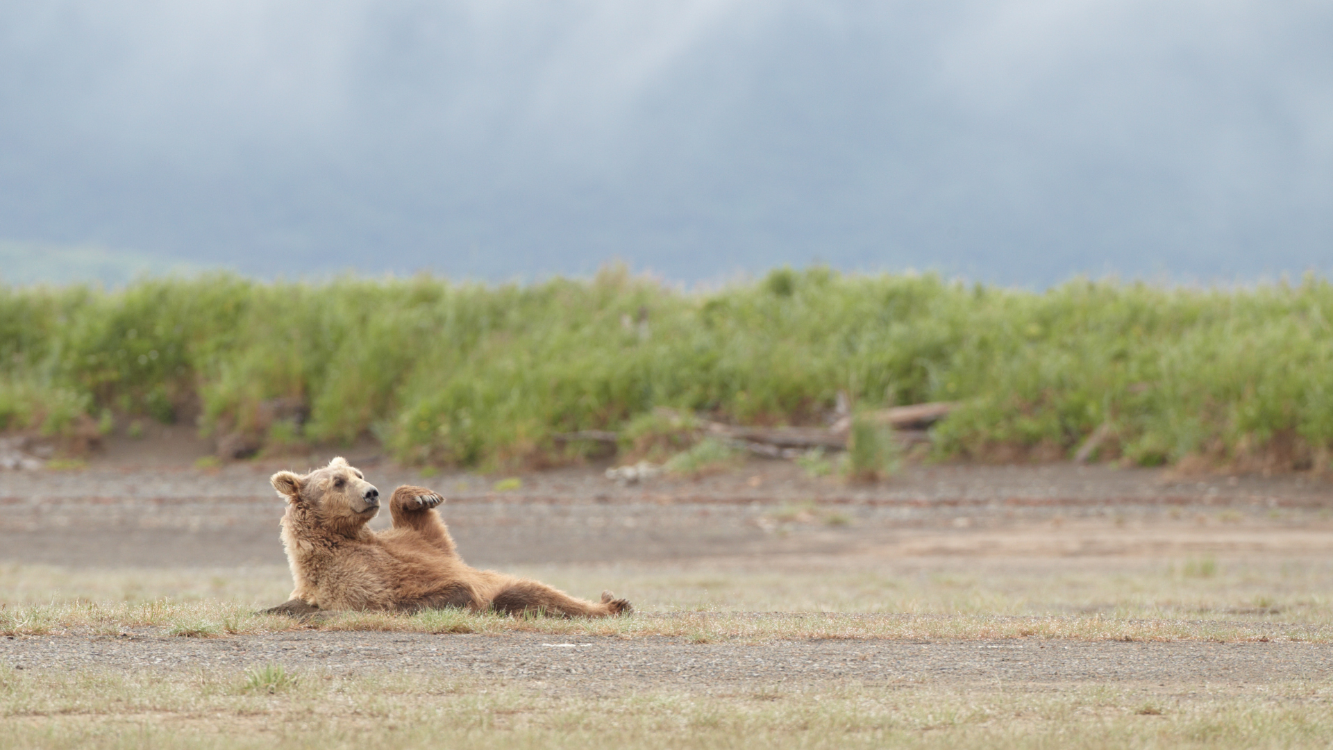 Deosai National Park Wild Life Brown Bear - Rozefstourism.com