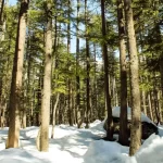 Ushu Forest - Rozefs Tourism